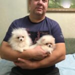 What should I look for in a reputable Teacup Pomeranian breeder in Arizona