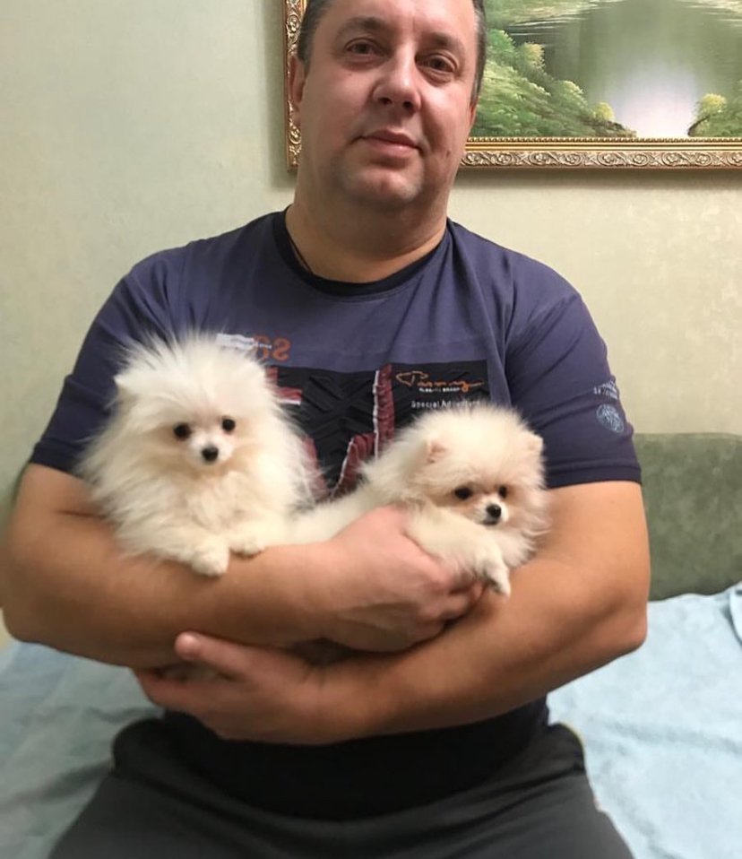 Find Miniature Pomeranian Breeders in North Carolina: Top 5 Locations