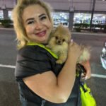 How can I ensure the Pomeranian puppy I find on Craigslist is healthy and from a reputable seller?