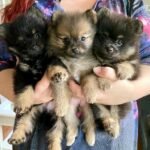 Where can I buy Pomeranian puppies for sale in Rhode Island