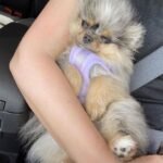 Where can I find Teacup Pomeranian puppies for sale in Texas