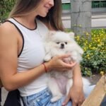 Where can I buy a Pomeranian puppy in Virginia?