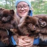 How much do Teacup Pomeranians cost in Kansas