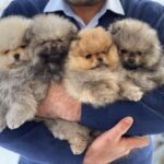 Where can I find Pomeranian puppies for sale in South Carolina