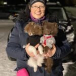 Can I find Teacup Pomeranians for adoption in Idaho