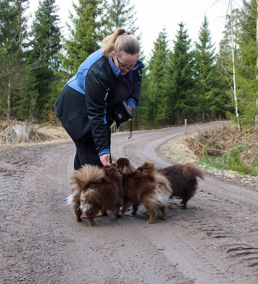 Pomeranian Breeders in Hawaii