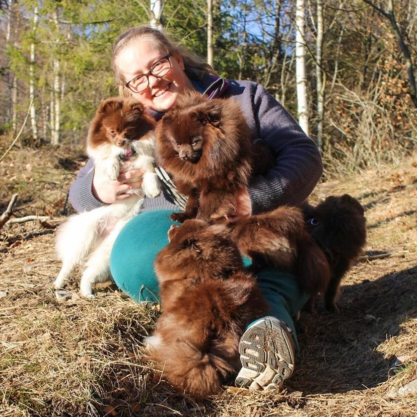 Teacup Pomeranian Breeders in Wyoming