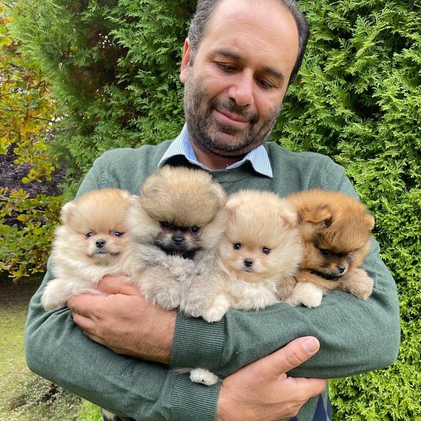 Teacup Pomeranian Puppies for Sale in Georgia