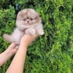 Where can I find Pomeranian puppies for sale in Minnesota