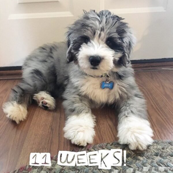 F1B Aussiedoodle Puppies for Sale