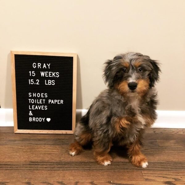 Miniature Aussiedoodle Puppies for Sale Near Me