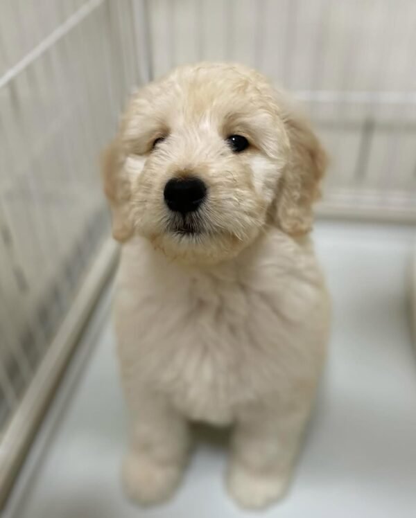 Local Goldendoodle Puppies for Sale