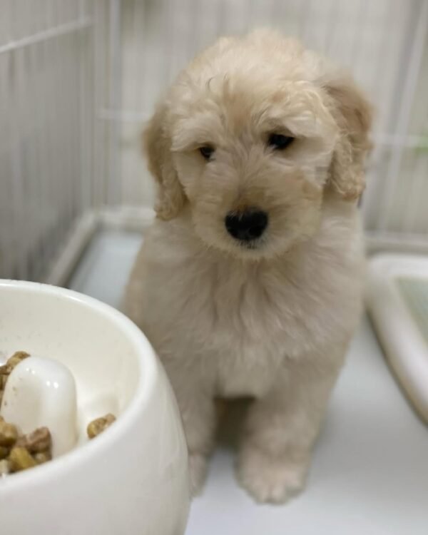 Local Goldendoodle Puppies for Sale