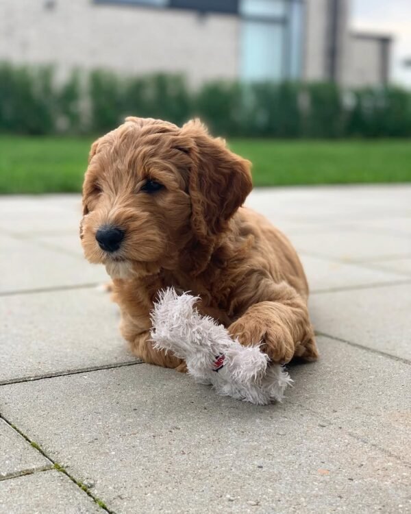 AKC Goldendoodle Puppies for Sale