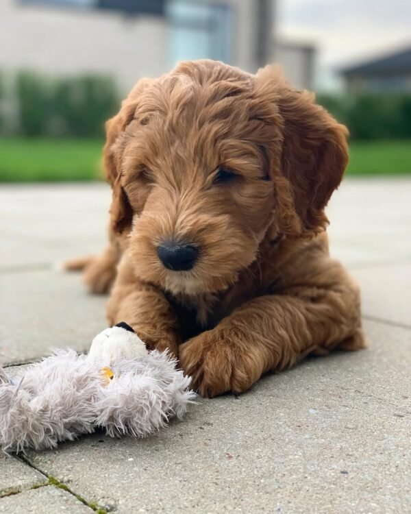 AKC Goldendoodle Puppies for Sale