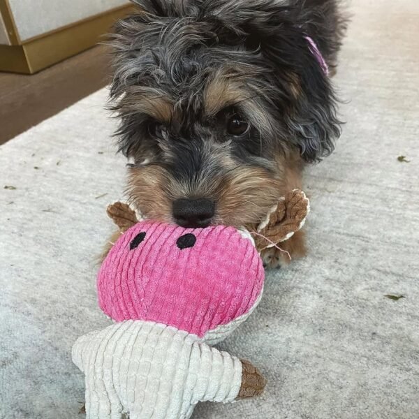 Medium Aussiedoodle Puppies for Sale