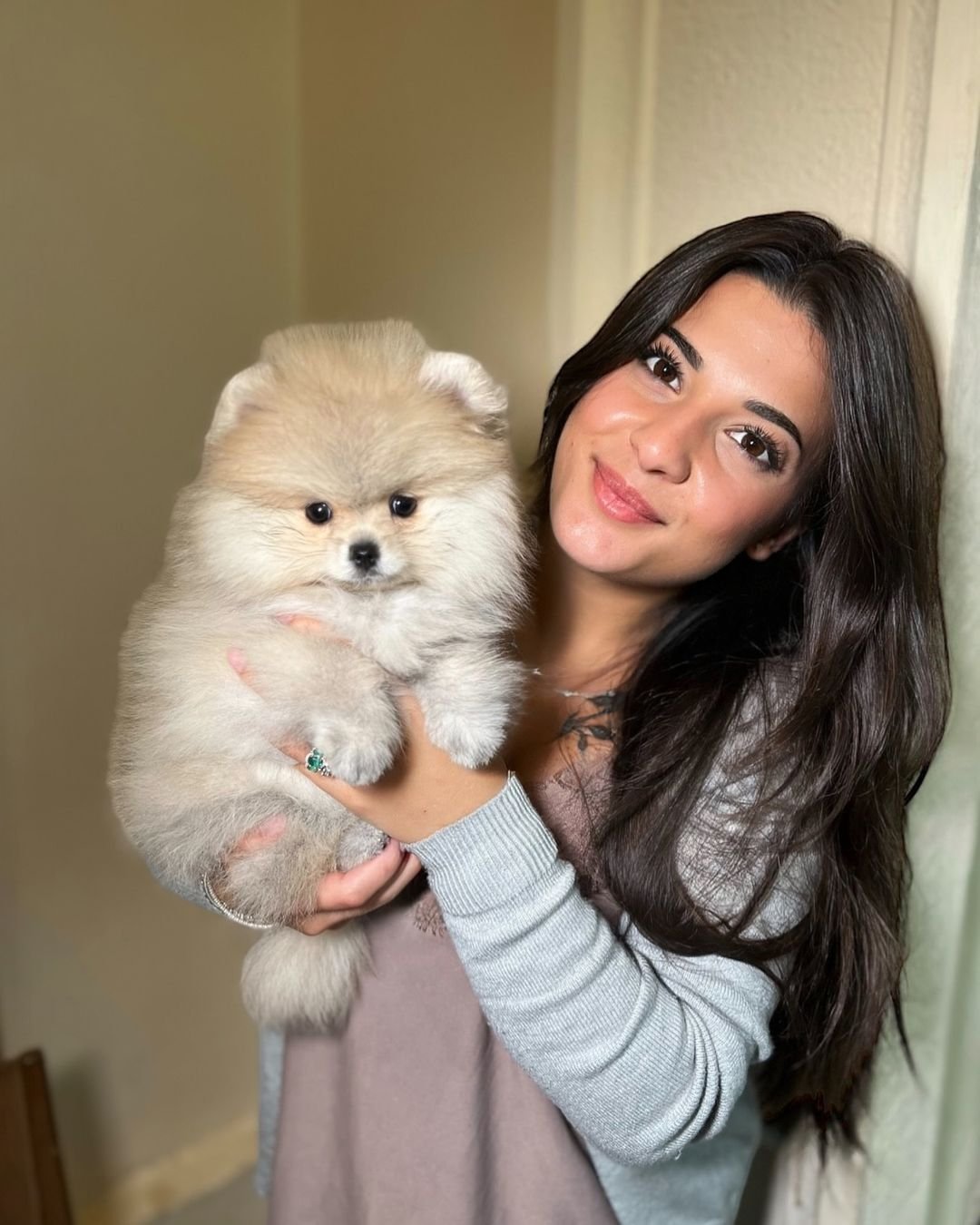 Miniature Pomeranian Breeders in Pennsylvania