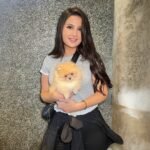 What should I consider when looking for Miniature Pomeranian breeders in Hawaii?