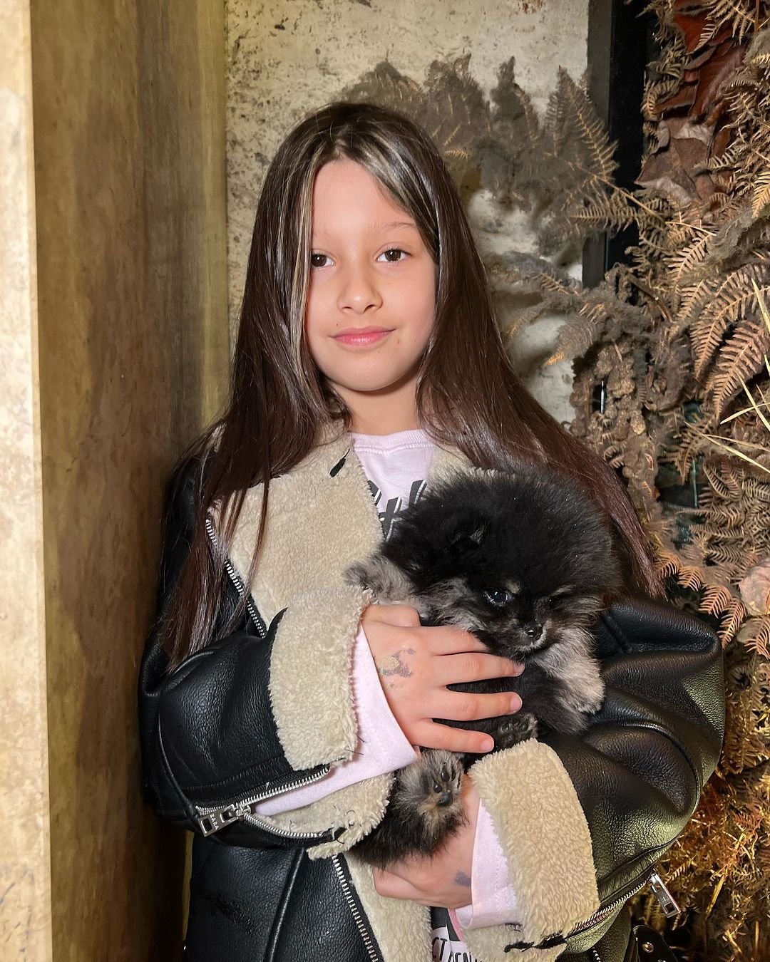 Miniature Pomeranian Breeders in California