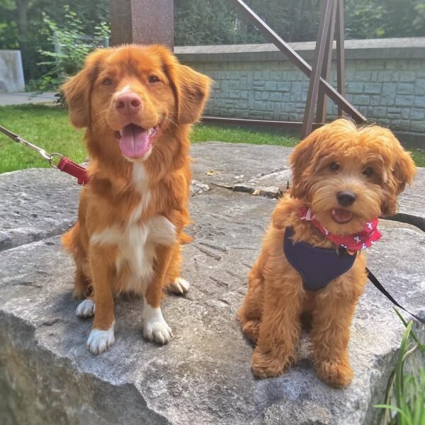 Australian Labradoodle Puppies for Sale