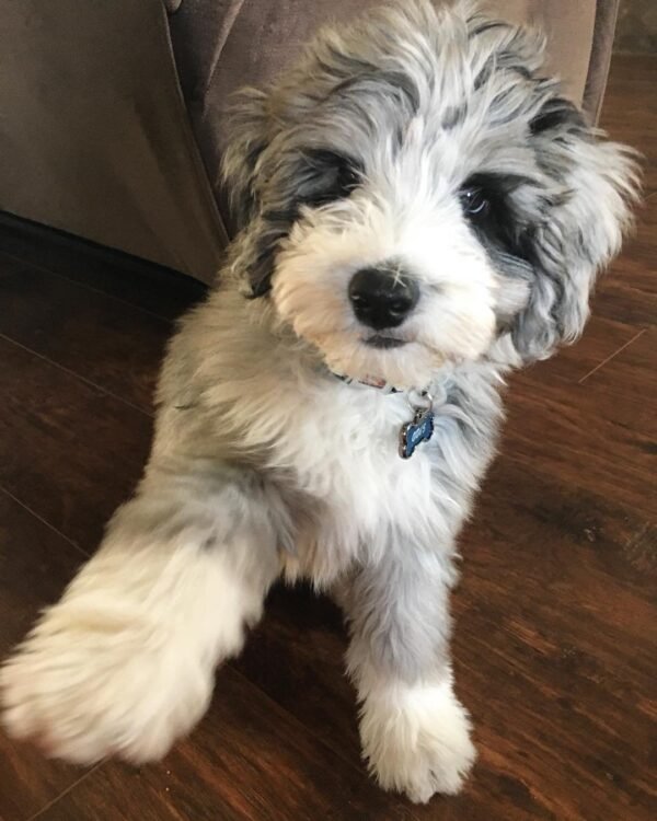 F1B Aussiedoodle Puppies for Sale