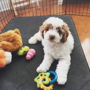 F1 Labradoodle Puppies for Sale Near Me