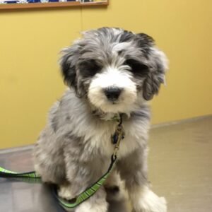 F1B Aussiedoodle Puppies for Sale