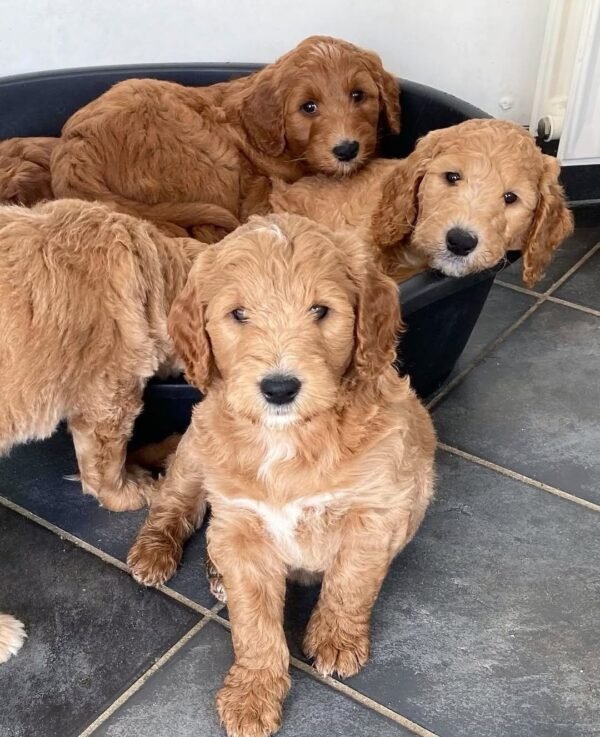 AKC Goldendoodle Puppies for Sale