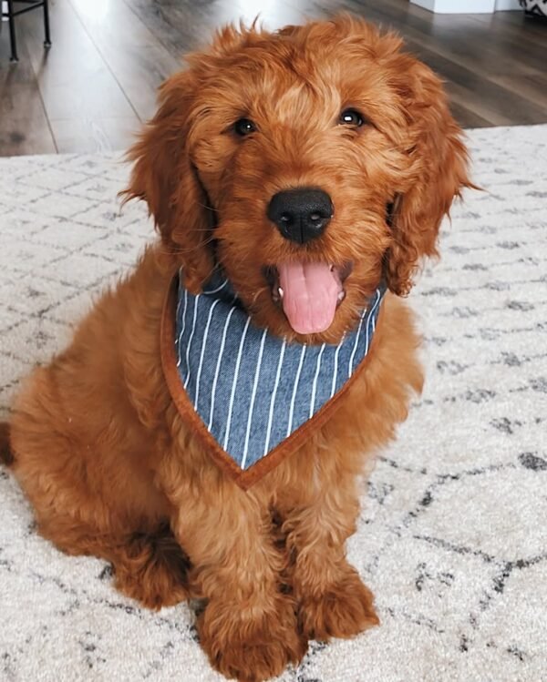 Miniature Goldendoodle Puppies For Sale Near Me