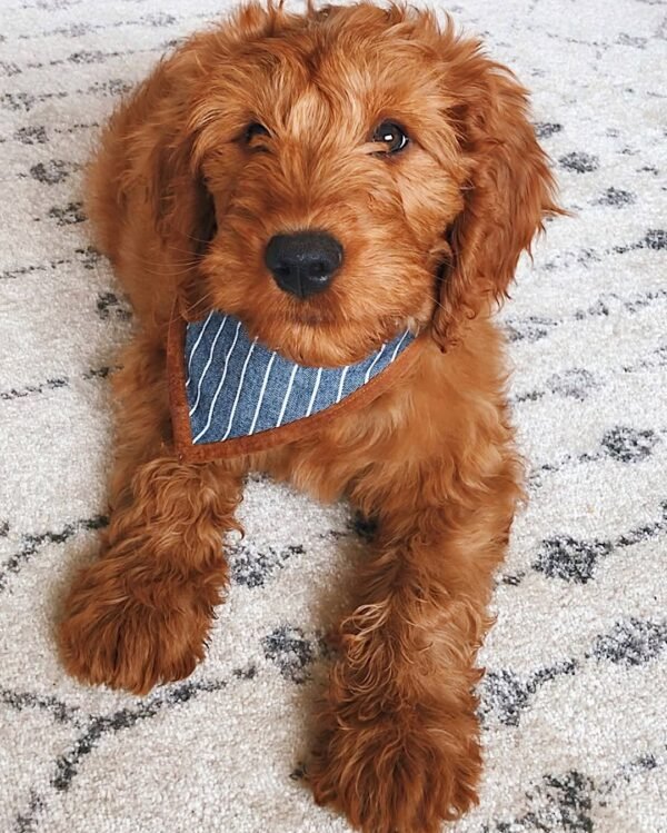 Miniature Goldendoodle Puppies For Sale Near Me