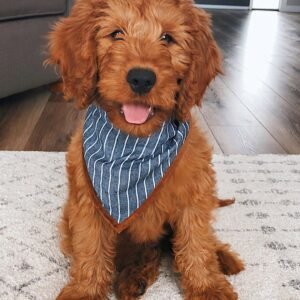 Miniature Goldendoodle Puppies For Sale Near Me