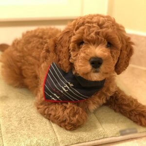 Miniature Labradoodle Puppies for Sale