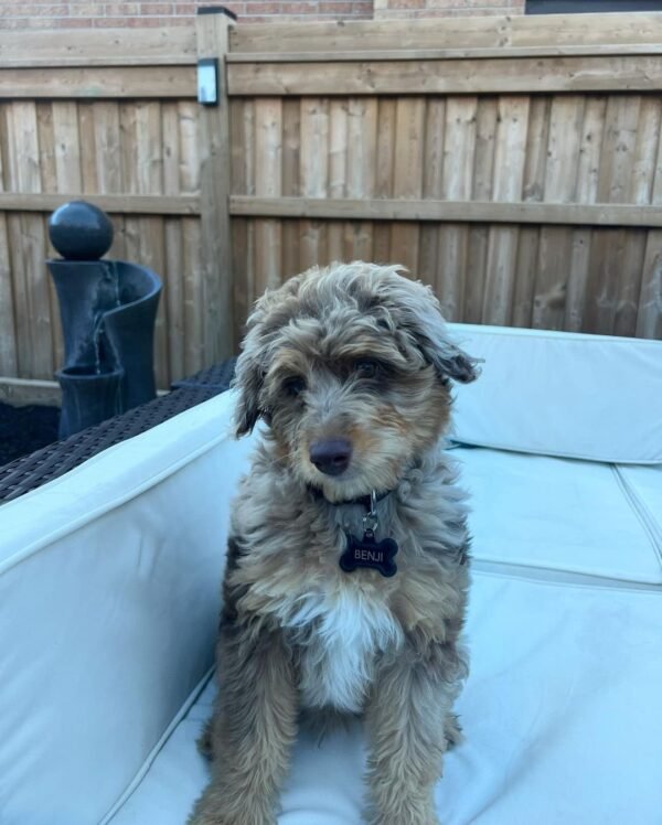 aussiedoodle puppies for sale near me