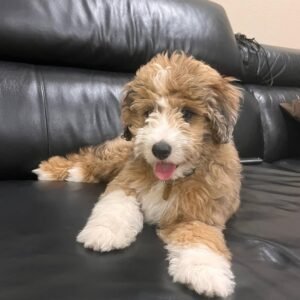 F2 Aussiedoodle Puppies for Sale