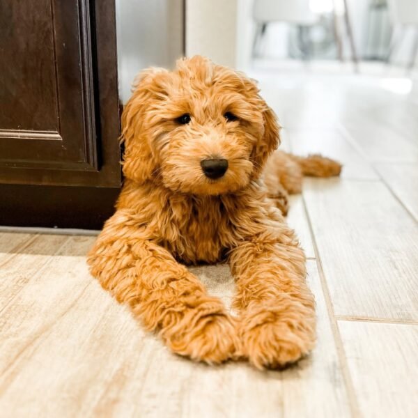 Standard Goldendoodle Puppies For Sale