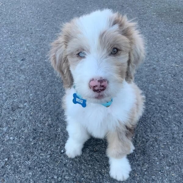 standard aussiedoodle puppies for sale