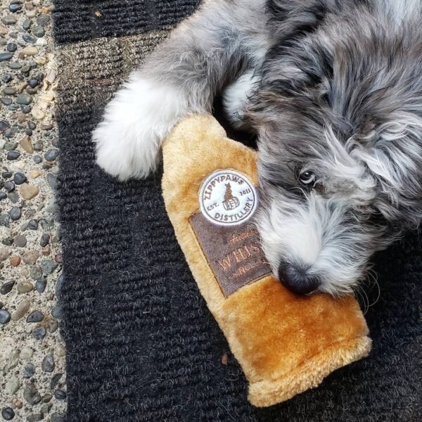 F3 Aussiedoodle Puppies for Sale