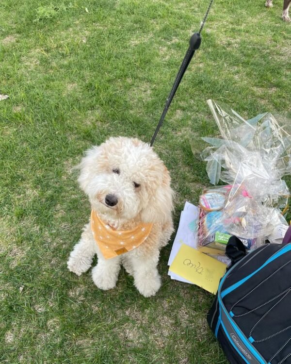 Red Merle Aussiedoodle Puppies for Sale