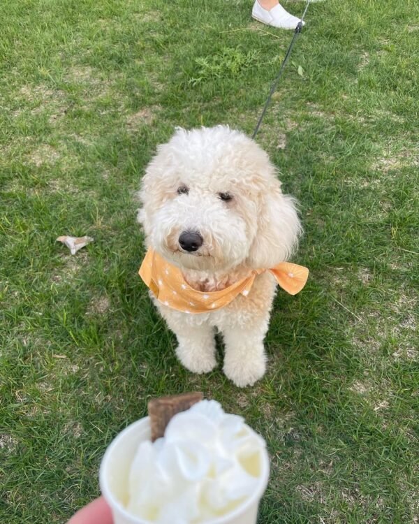 Red Merle Aussiedoodle Puppies for Sale