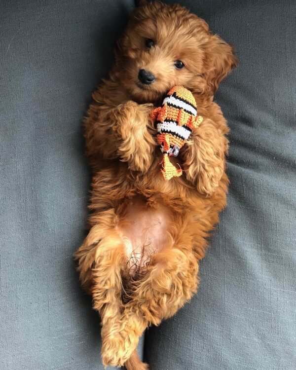 Big Goldendoodle Puppies for Sale