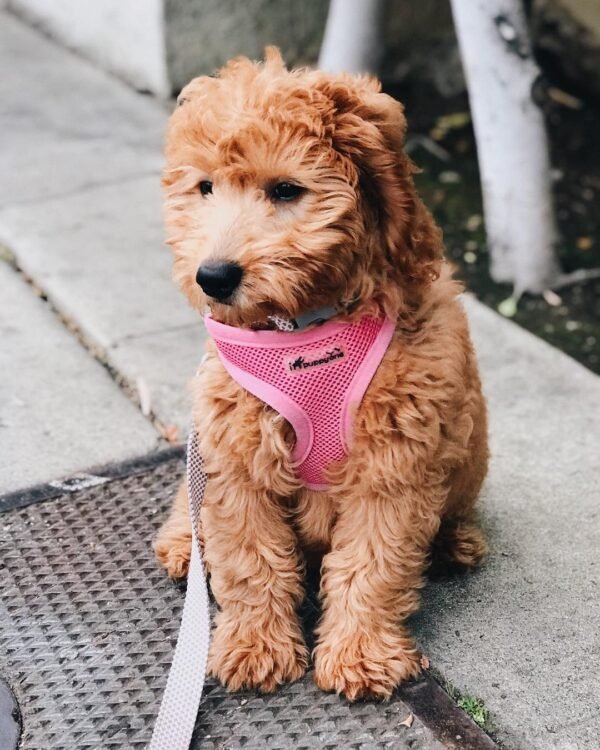 F2B Goldendoodle Puppies for Sale