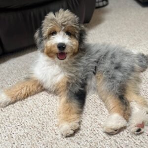 Standard Aussiedoodle Puppies for Sale Near Me