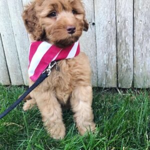 Miniature Labradoodle Puppies for Sale Near Me