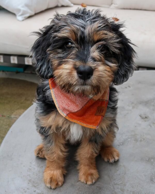 Medium Aussiedoodle Puppies for Sale