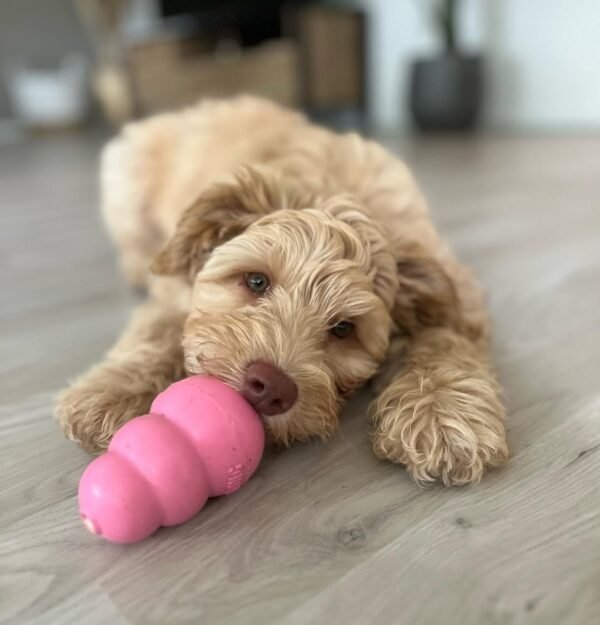 Medium Labradoodle Puppies for Sale