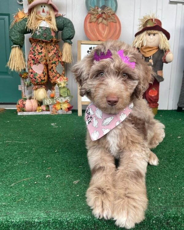 Standard Aussiedoodle Puppies for Sale Near Me