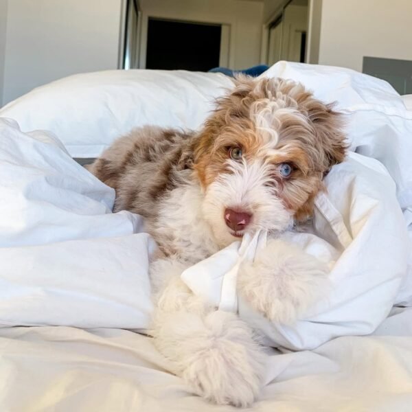 Blue Merle Aussiedoodle Puppies for Sale Near Me