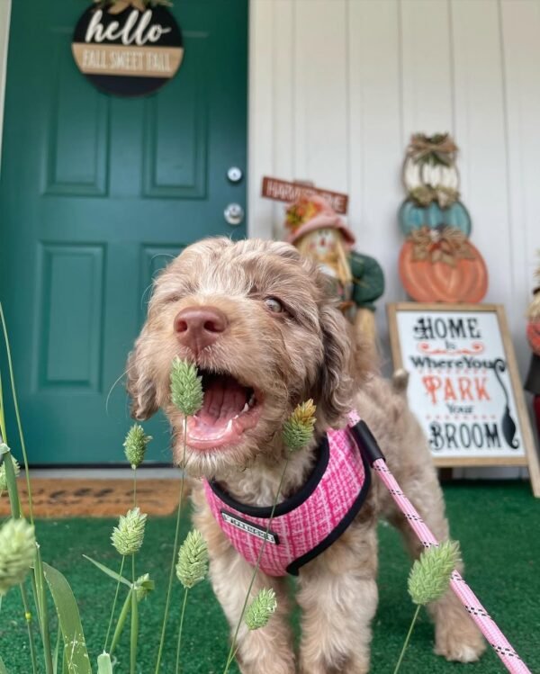 Standard Aussiedoodle Puppies for Sale Near Me