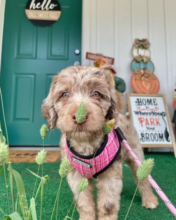 Standard Aussiedoodle Puppies for Sale Near Me