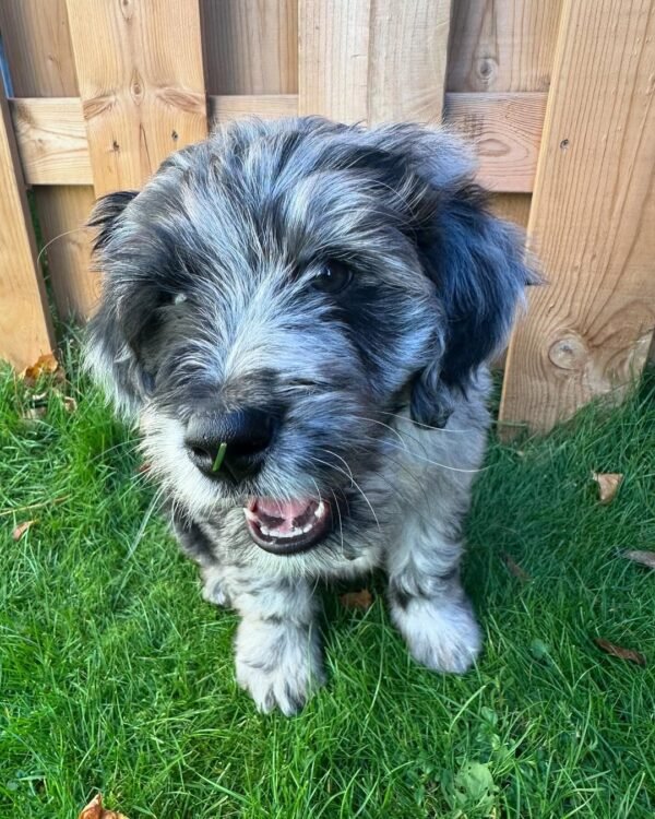 Miniature Aussiedoodle Puppies for Sale